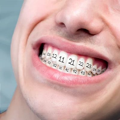 tooth numbering system